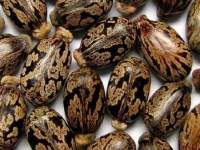 Castor Seed