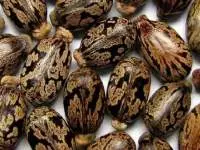 Castor Seed