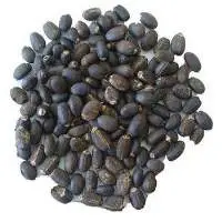 Jatropha Seed(best Quality)