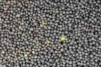 Rape Seed