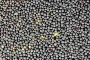 Rape Seed