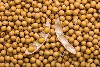 Soya Beans