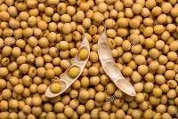 Soya Beans