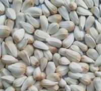 Sunflower Seed