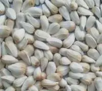Sunflower Seed