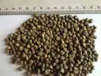 Vetch Seed(chilban)