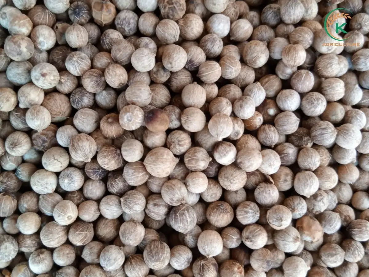 White Pepper