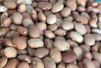 Cream Beans