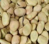 Single Herb Horse Beans