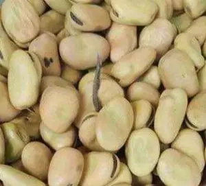 Single Herb Horse Beans