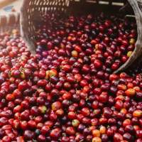 Arabica Green Coffee Beans