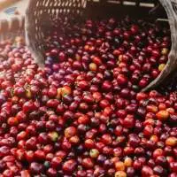 Arabica Green Coffee Beans