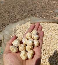 Whole Candlenut