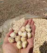 Whole Candlenut