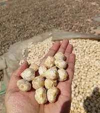 Premium Whole Shelled Candlenuts