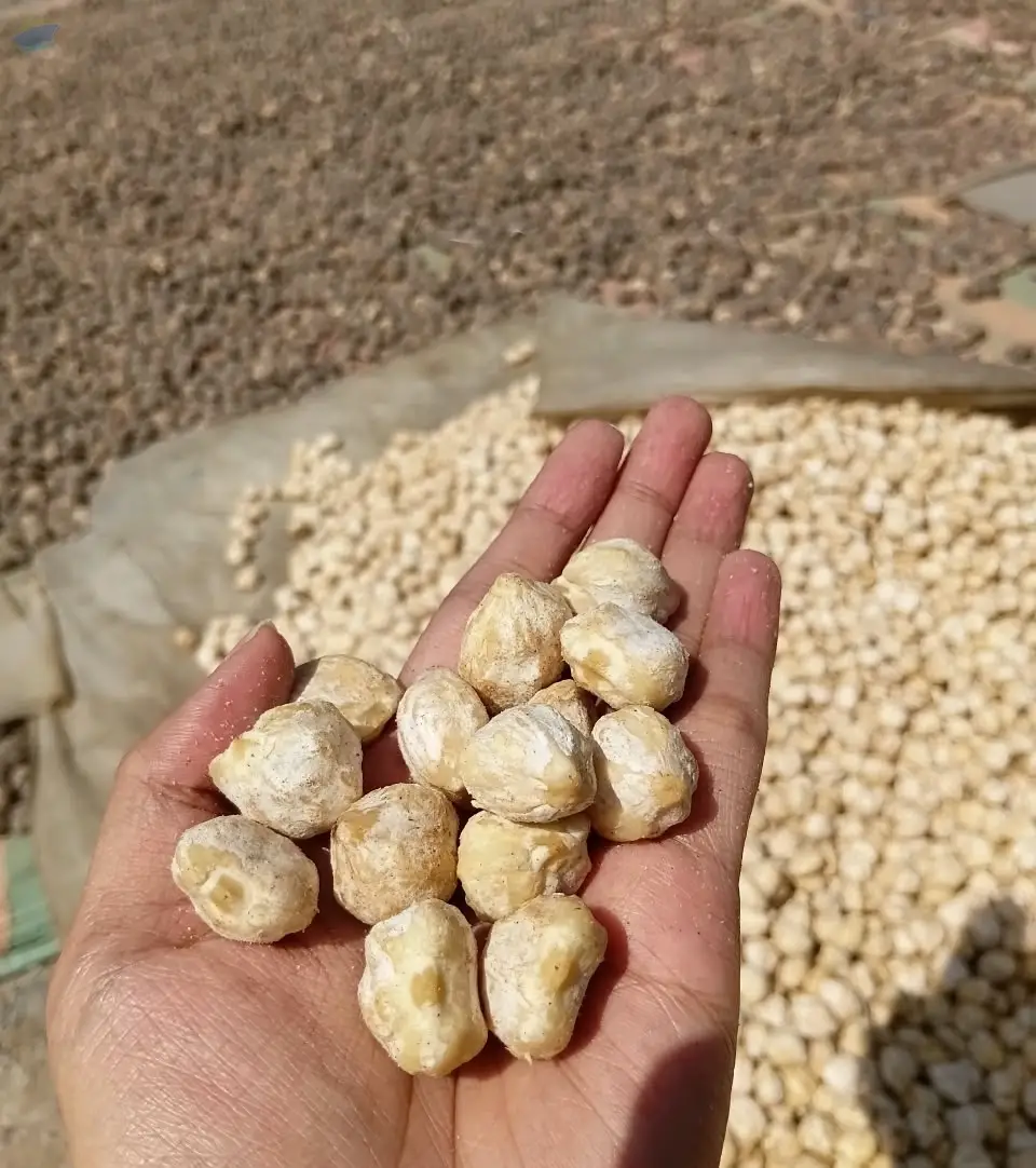 Whole Candlenut