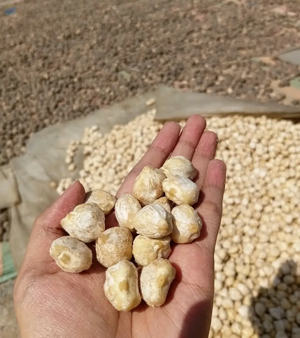 Premium Whole Shelled Candlenuts