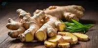 Ginger