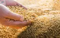 Soybeans