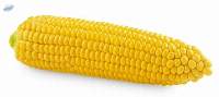 Corn