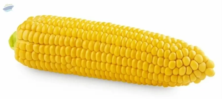 Corn