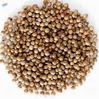 Coriander