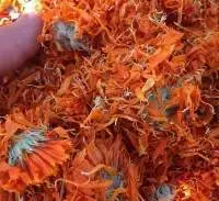 Calendula