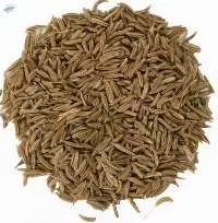 Caraway