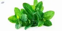 TBC Spearmint