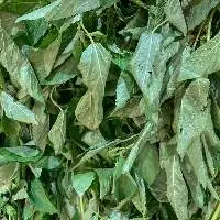 Molokhia