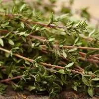 Thyme