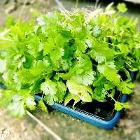 Coriander Leaves