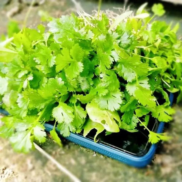 Coriander Leaves