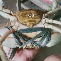 Mud Crabs