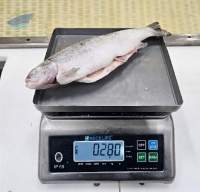 Export Grade Frozen Rainbow Trout HOG Fish