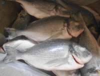 Frozen Sea Bream Fish HOG, 200-300 g/pcs