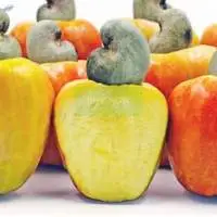 Cashew