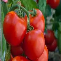 Fresh Tomato