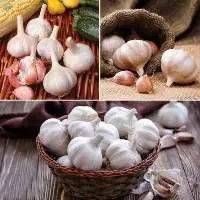 Fresh Garlic