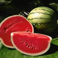 Fresh Watermelon