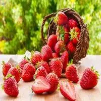 Fresh Strawberries
