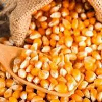 Yellow Maize