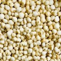 White Sorghum
