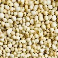 White Sorghum