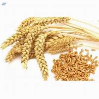Wheat Seeds
