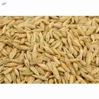 Barley