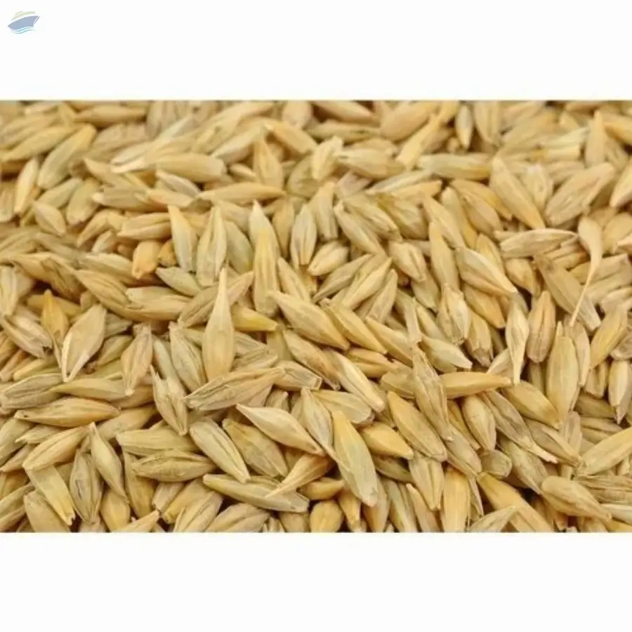 Barley