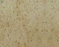 Colonial Gold