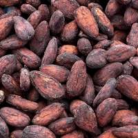 Cacao Beans