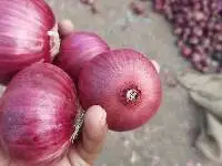 onion